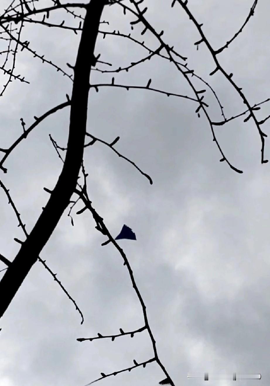 成都果然盛产银杏叶...
美感这种东西，不是人人都有的...

有人说这还是老三