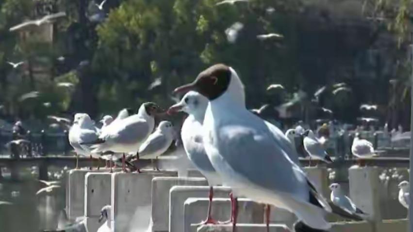 🔥倒计时！红嘴鸥换上黑头纱，即将告别昆明返乡。昆明人注意！红嘴鸥已集体换上黑头