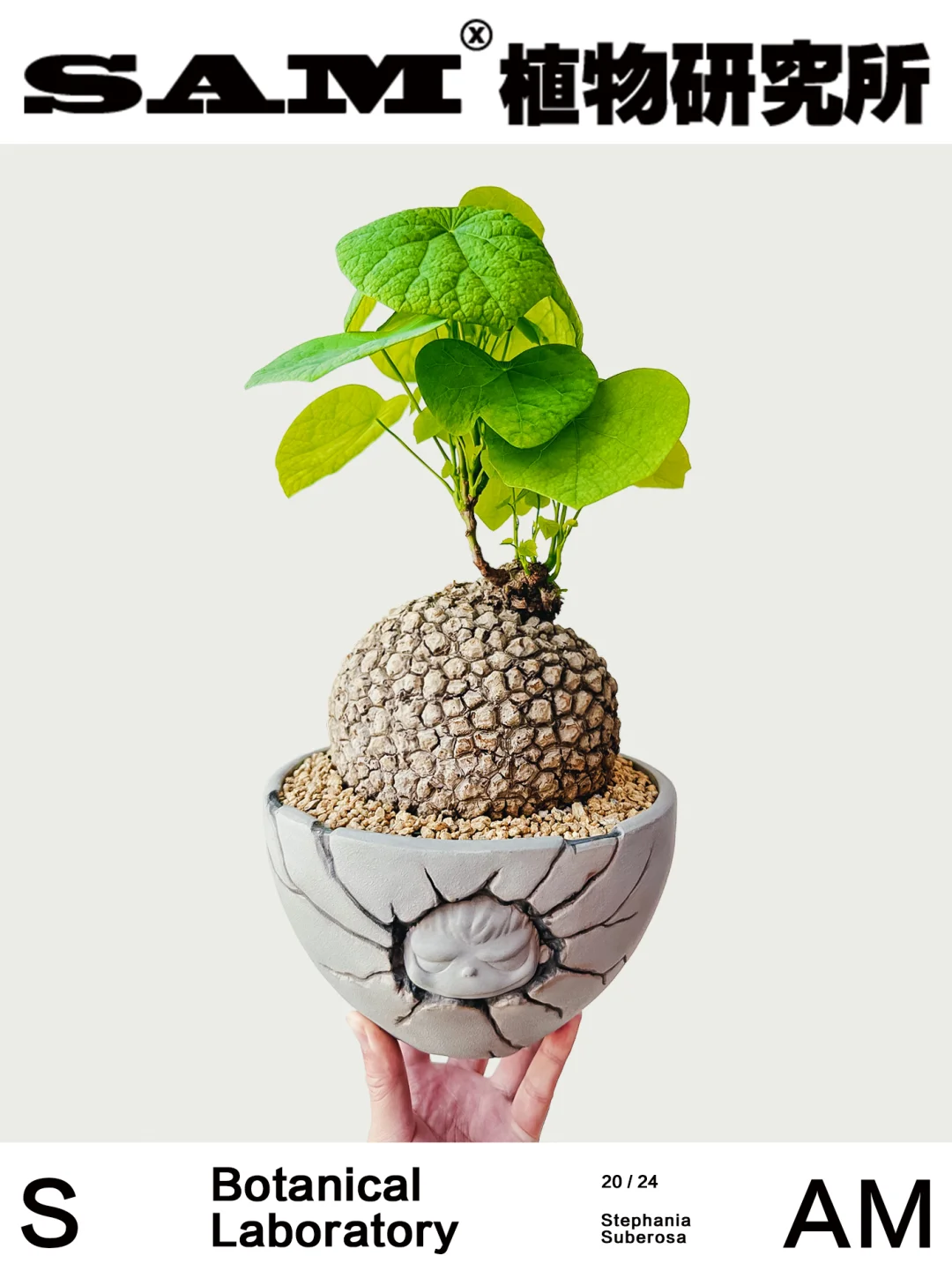 荔枝龟｜Stephania Suberosa