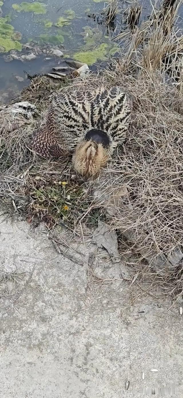 这是什么东西？发现于商丘