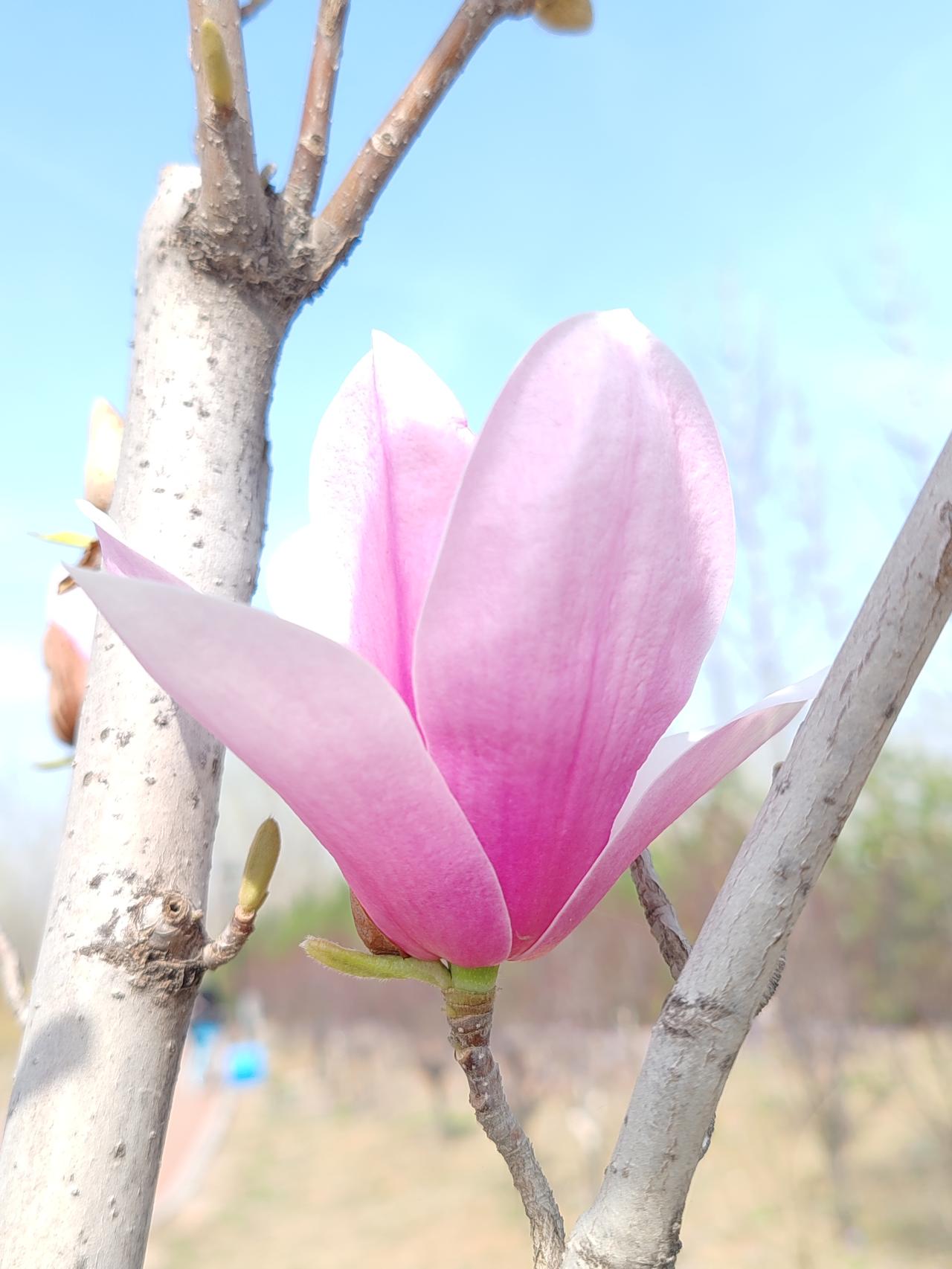 春日生活打卡季玉兰花的天空。春分天暖，玉兰花飞。凌空展姿，百态妩媚。淡香飘远，和