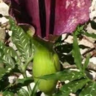 魔海芋（伏都百合）巨型佛焰花苞，开花散发腐殖气味，小众猎奇观花球根植物。- 土壤