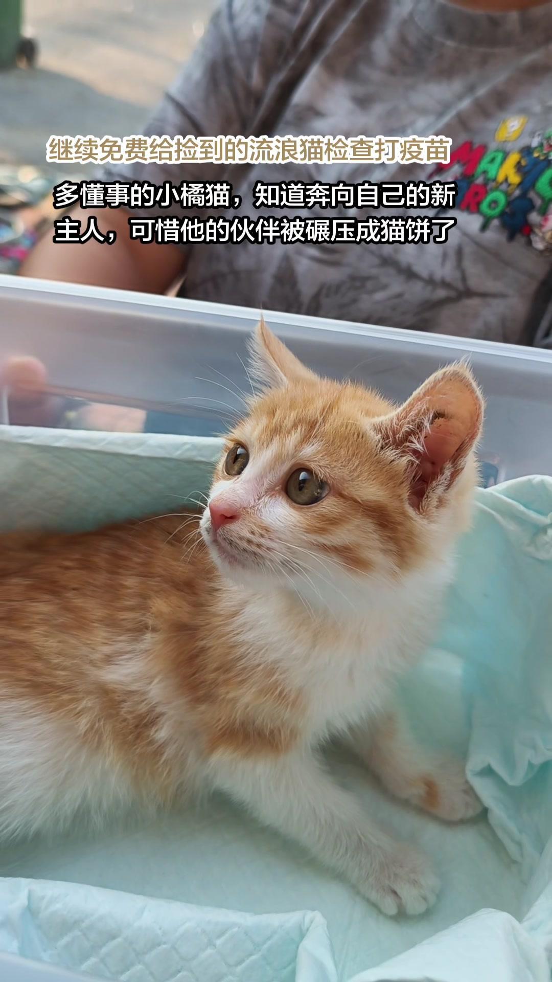 🍊同命不同运的小橘猫，太心疼了！在路边捡到这只小橘猫时，它冲着我对象跑来，却没