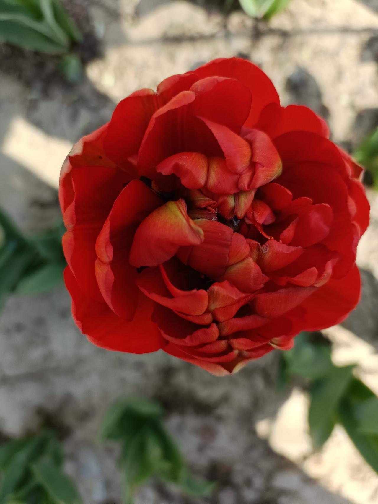 春日追花攻略 春日追花，快乐加倍！在郑州，碧沙岗公园4月海棠盛放，粉色花海搭配紫