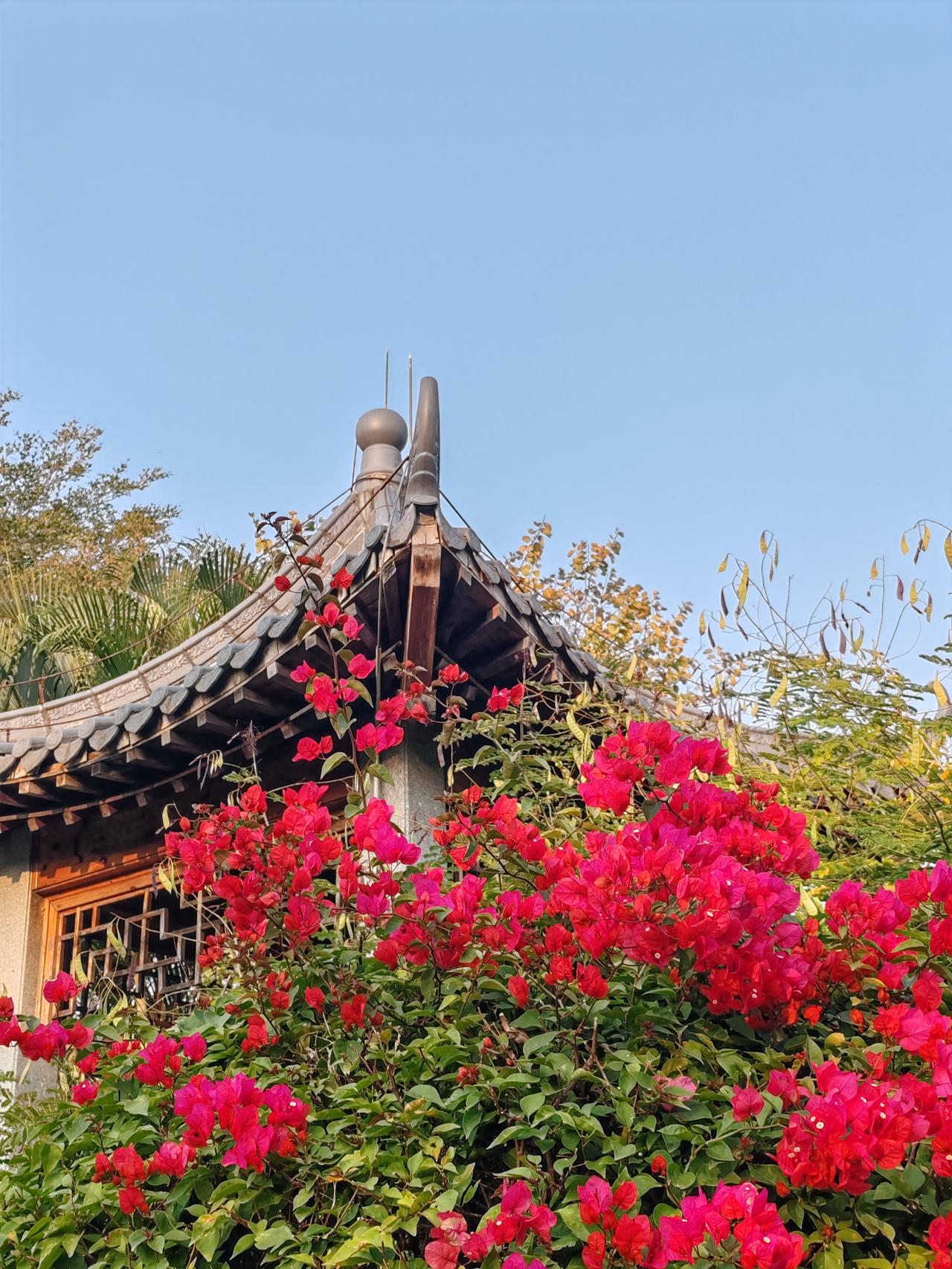 有没有漂亮的花朵图片吗