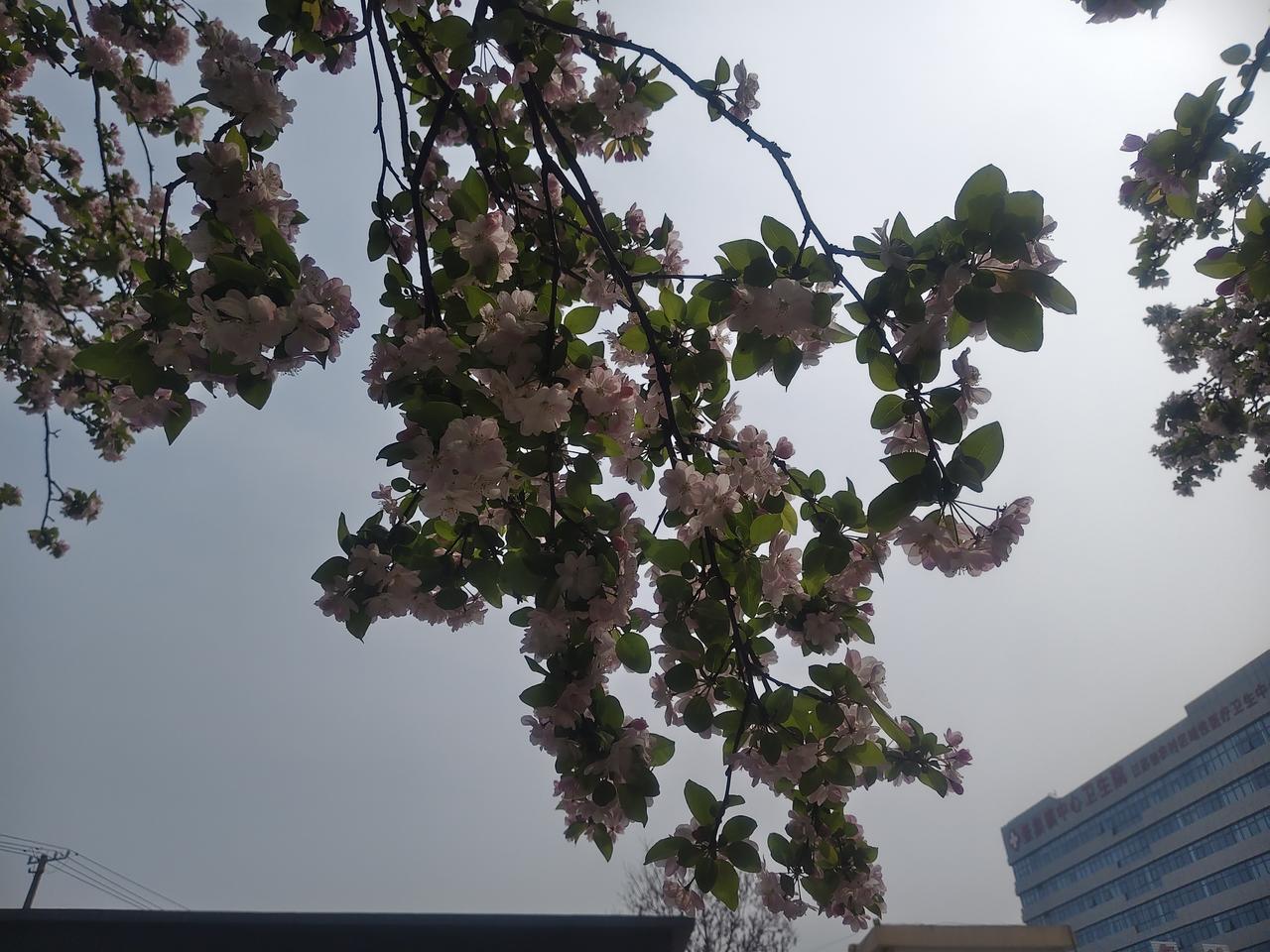 我超爱“忽如一夜春风来，千树万树梨花开”这句带“雪”的诗。岑参把一夜大雪后的景象