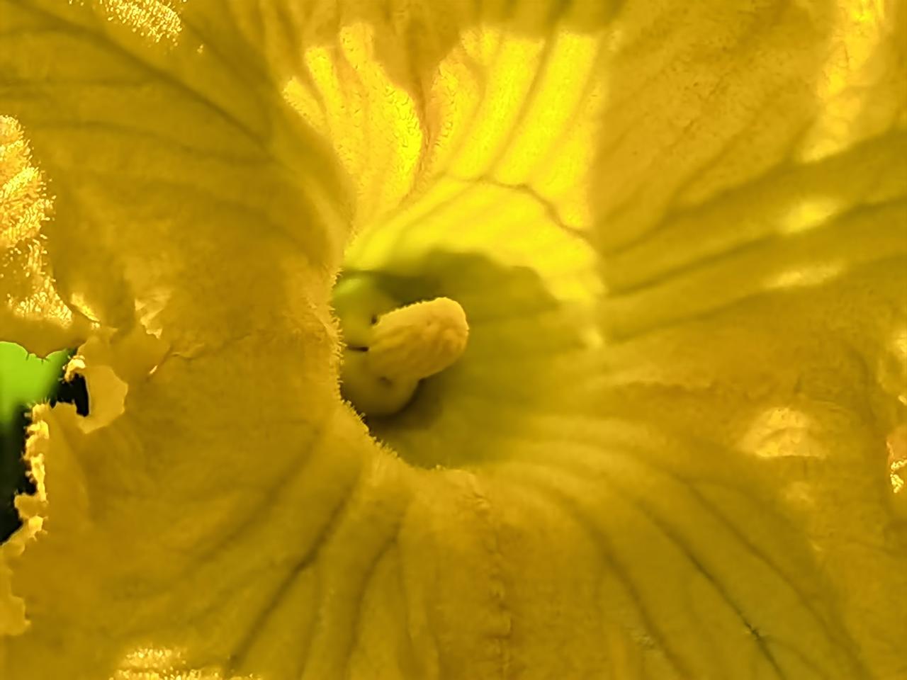 仲夏时节，倭瓜花总是开得笑意盈盈。在阳光下，憨憨的，可爱又清纯。
叶子大而肥硕，