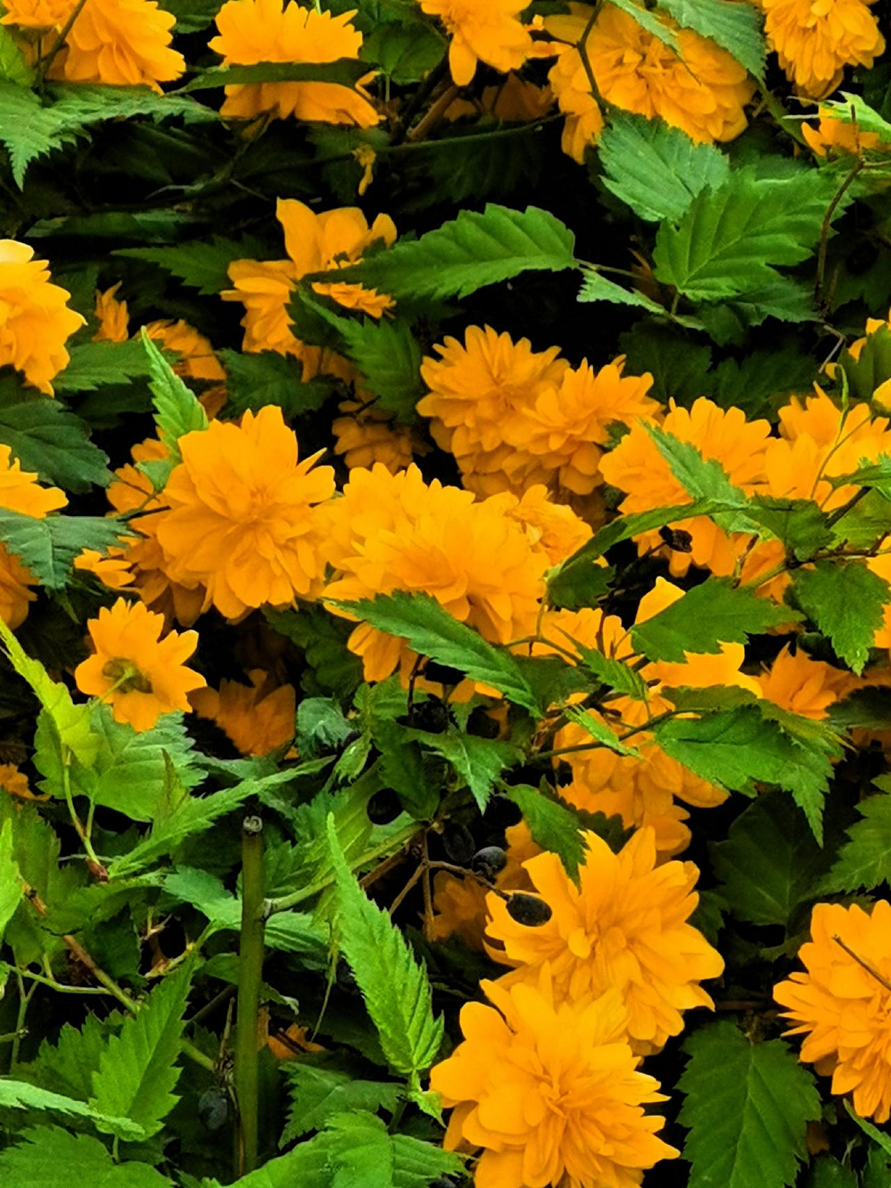 今年的棣棠花太惊艳了晒图笔记大赛 河北棣棠 

今年的棣棠花太惊艳了！西安护城河