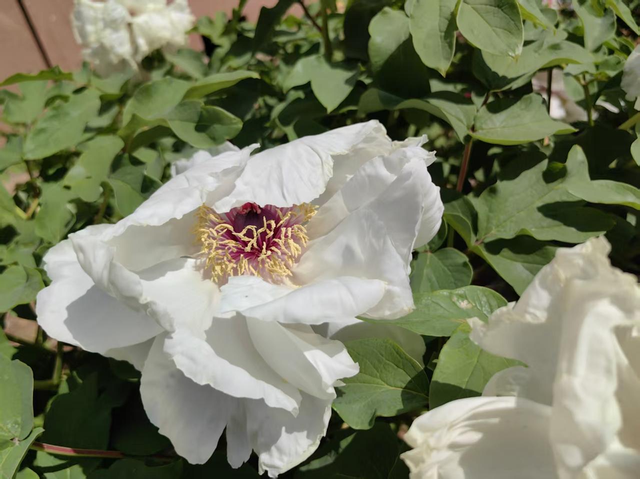 菩萨蛮·杨絮飘飘2586
作者/平常心
（2026.4.23..17:50）
农