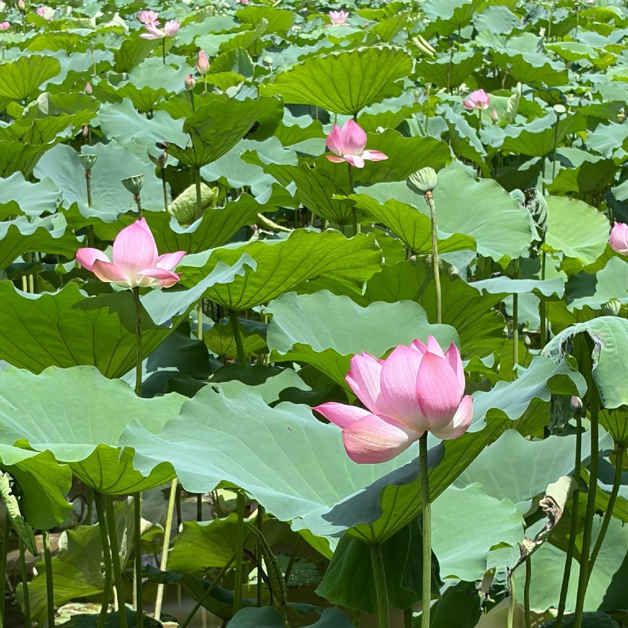 深圳洪湖公园的荷花开得真好啊！