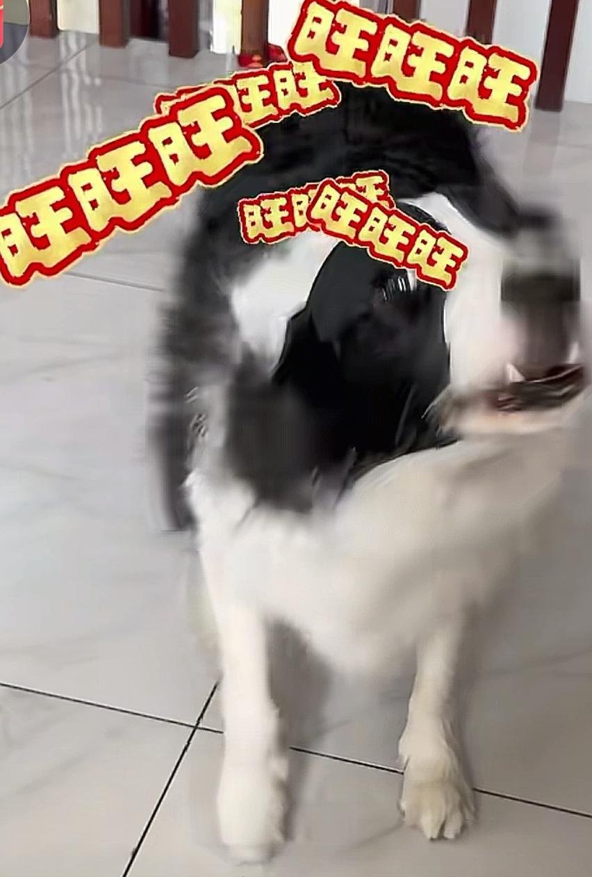 途途携七六给友友们拜年啦，感谢一直以来的陪伴和支持鼓励！祝大家新年快乐万事如意！