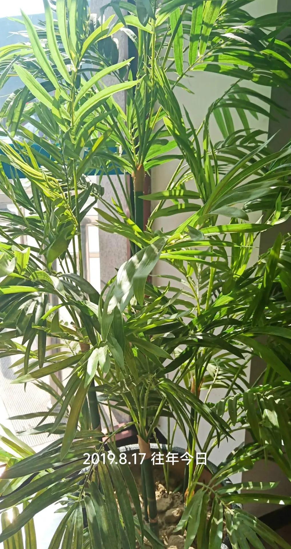 龟背竹 铁树