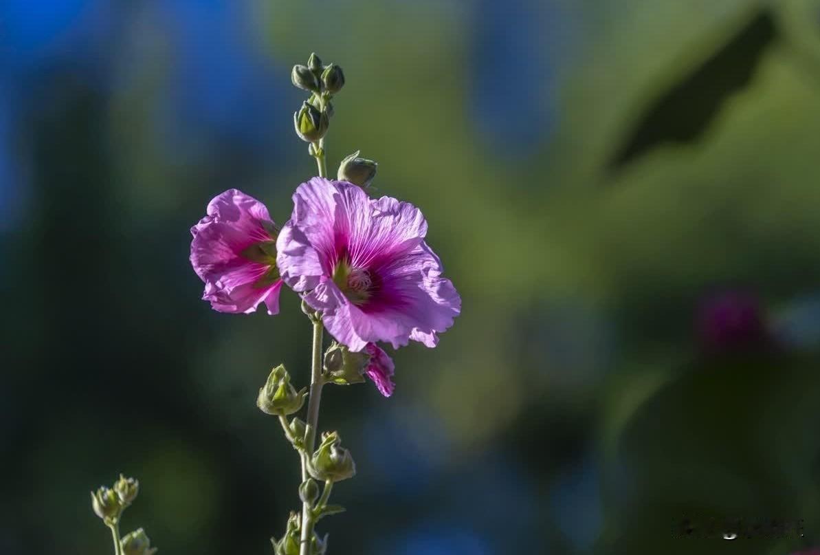 夏花