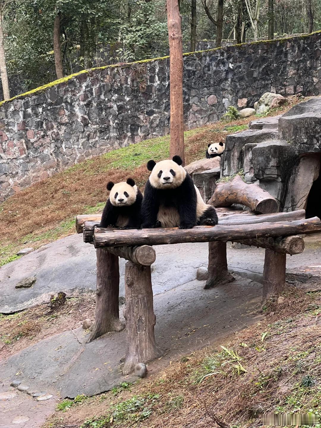 熊猫幼崽复制粘贴妈妈长相 