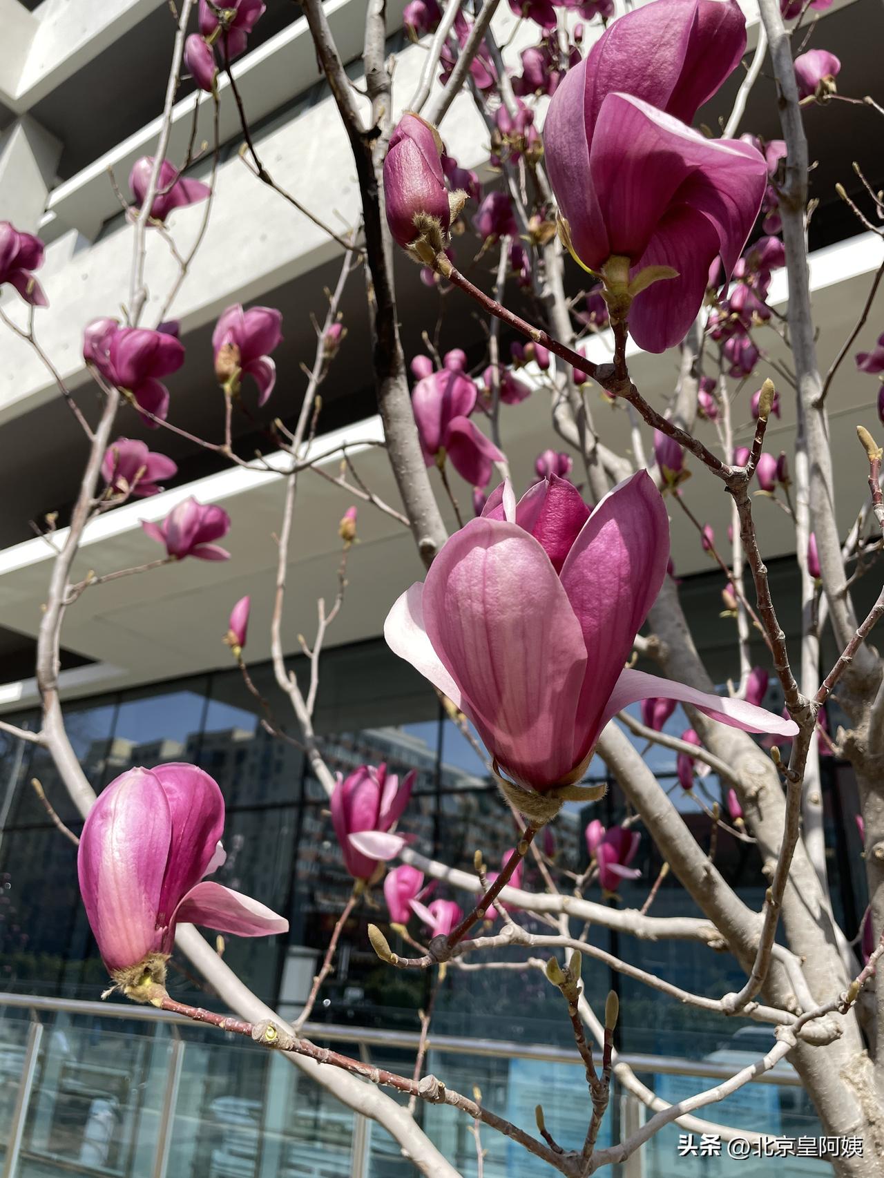 我们年轻时候，玉兰花还是稀有的。
每逢春暖花开，大家相约去颐和园赏玉兰。那时候相
