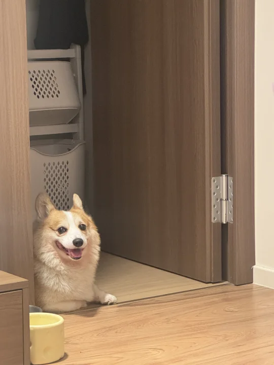 家有看门小狗🐶