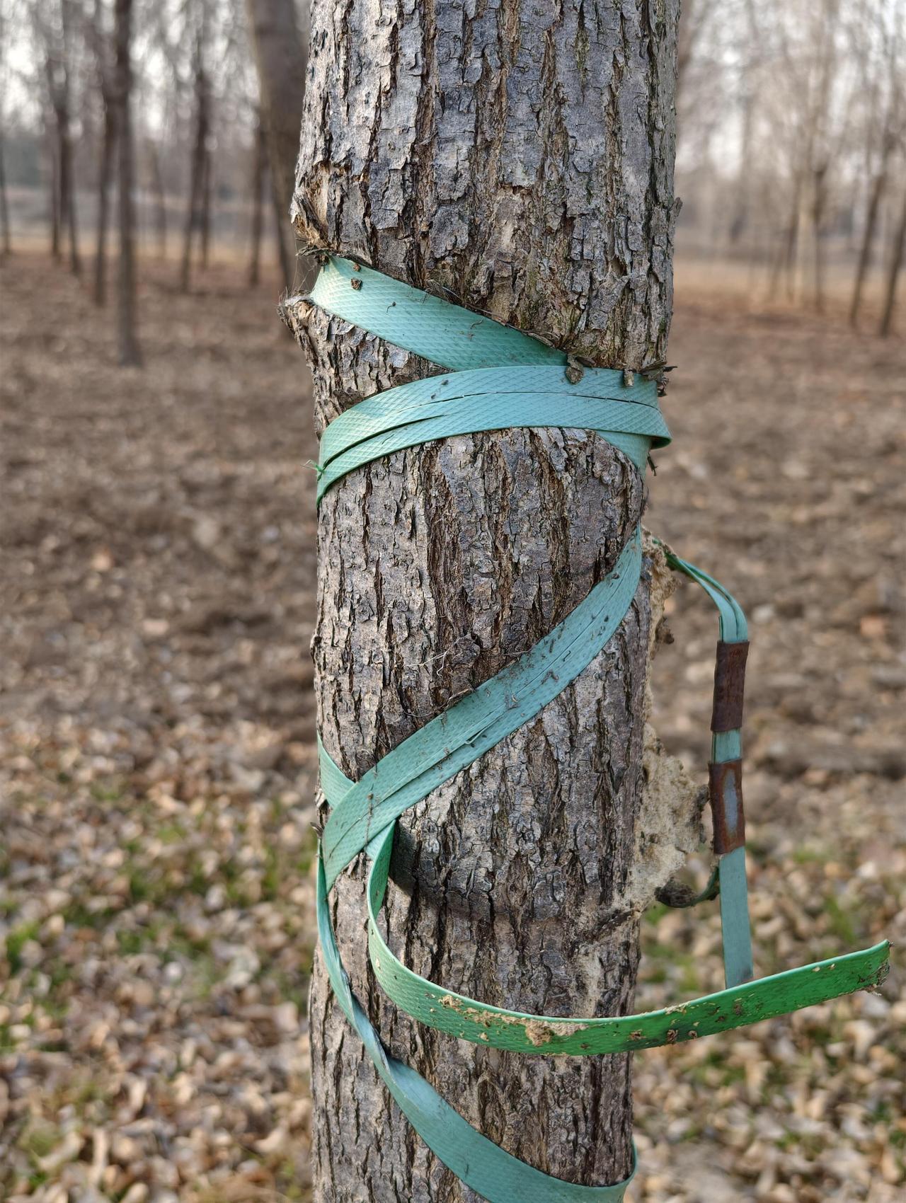 上次路过，撞见了这株白蜡树——绑带深深嵌进树皮，树干硬是在桎梏里拧着身，倔强地长