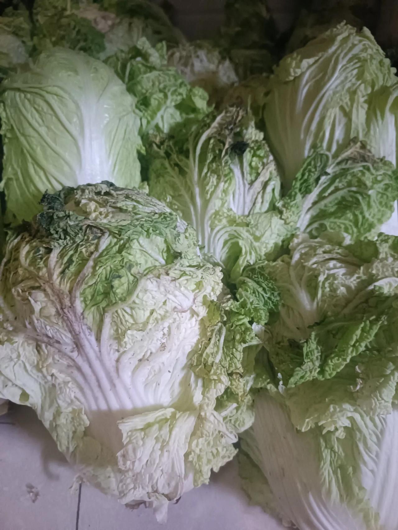 种了9年小菜园，今年最失败。

大雪过后，小菜园里能收获的蔬菜算是告一段落，仅剩
