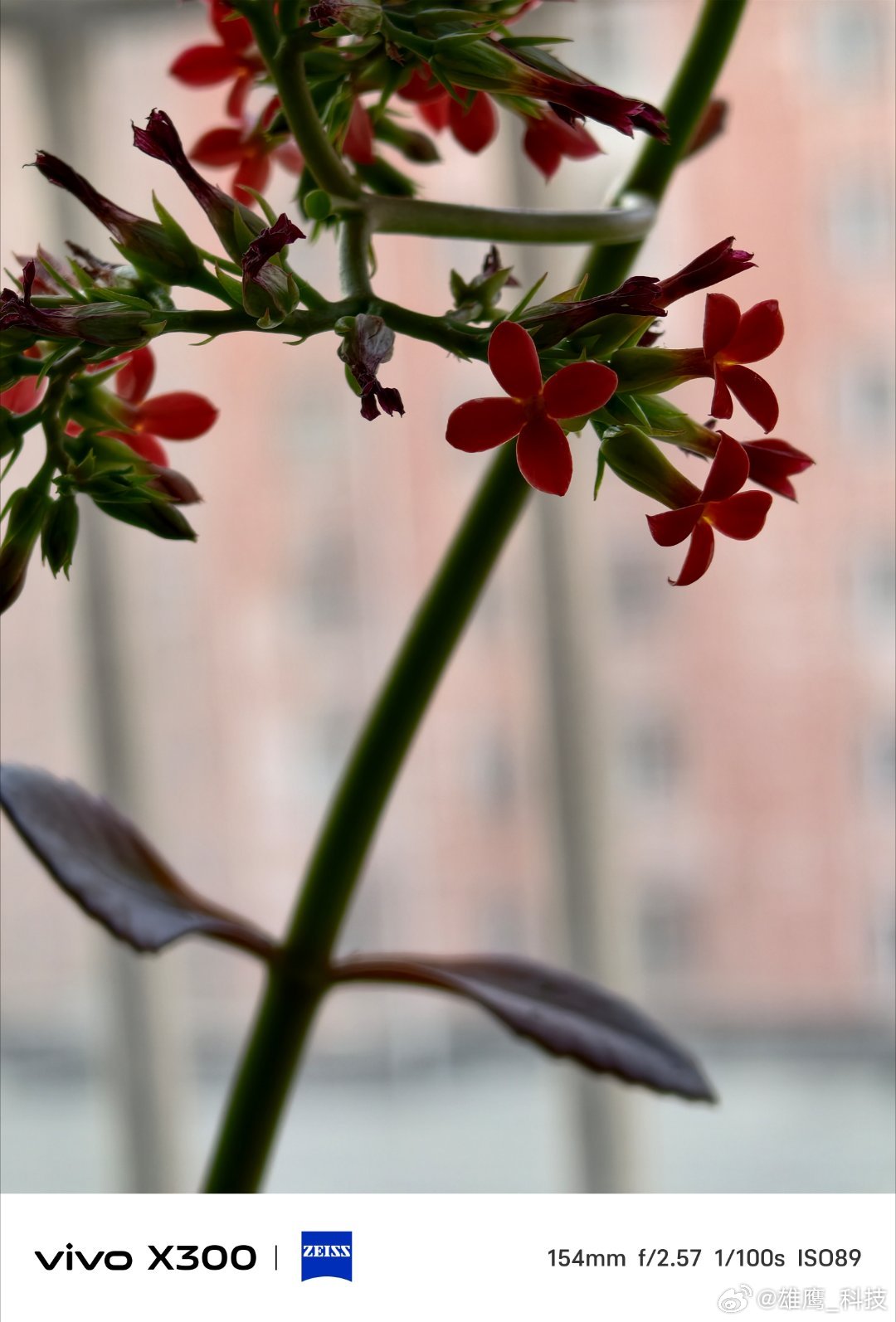 vivo 窗台上的长寿花悄然绽放，四片嫣红花瓣舒展成星，嫩黄花芯藏着春日温柔。长