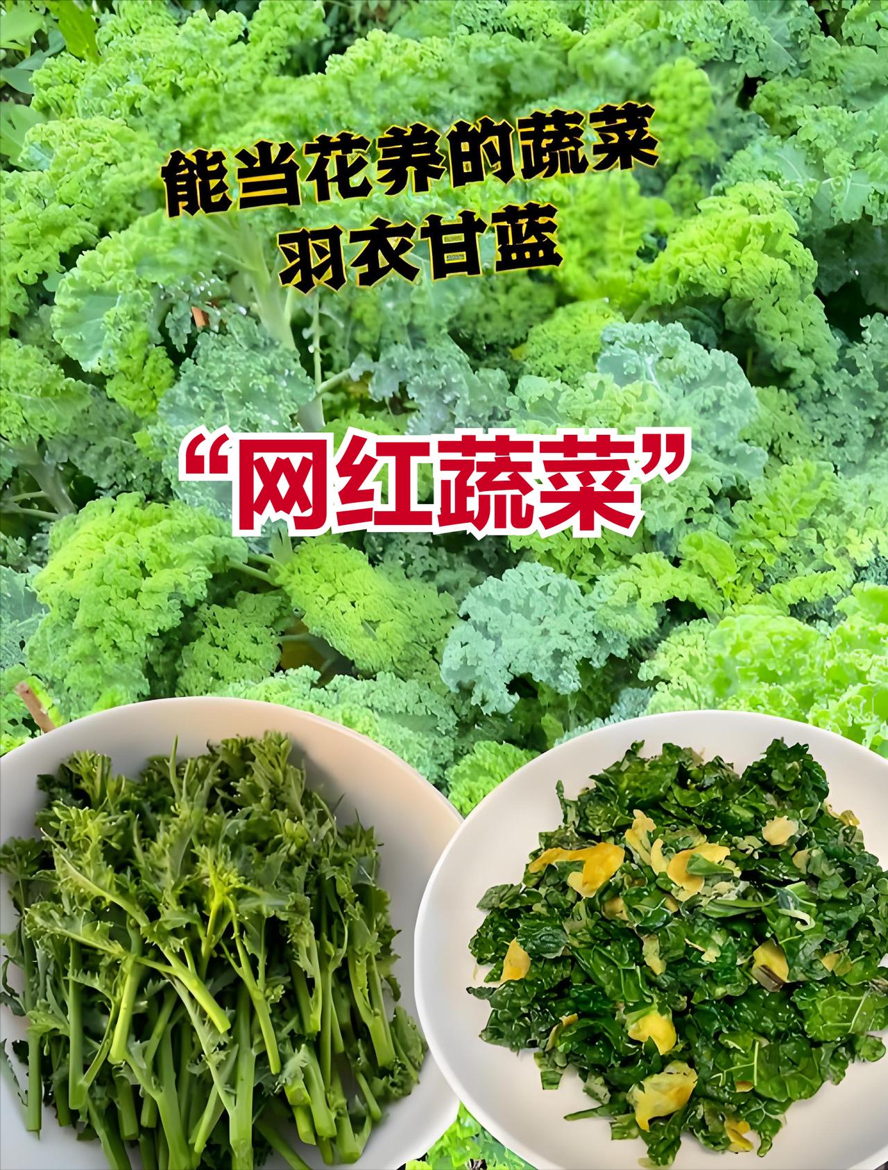 这种蔬菜突遭年轻人疯狂追捧，羽衣甘蓝为何一夜成顶流？

　　最近刷社交平台，发现