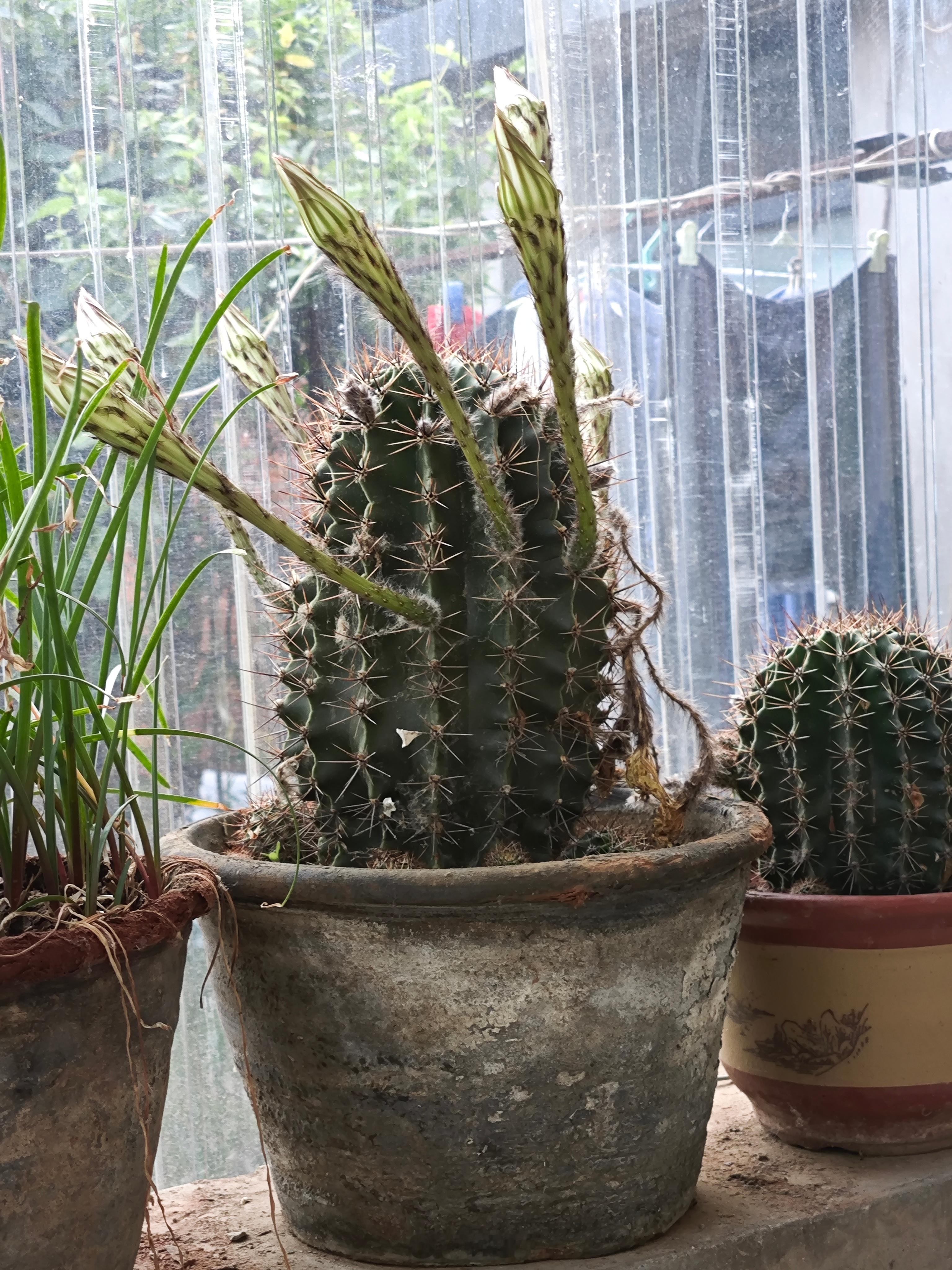 这盆仙人球又要开花了，起码有七朵。应已经是这盆仙人球今年第四次开花了。 