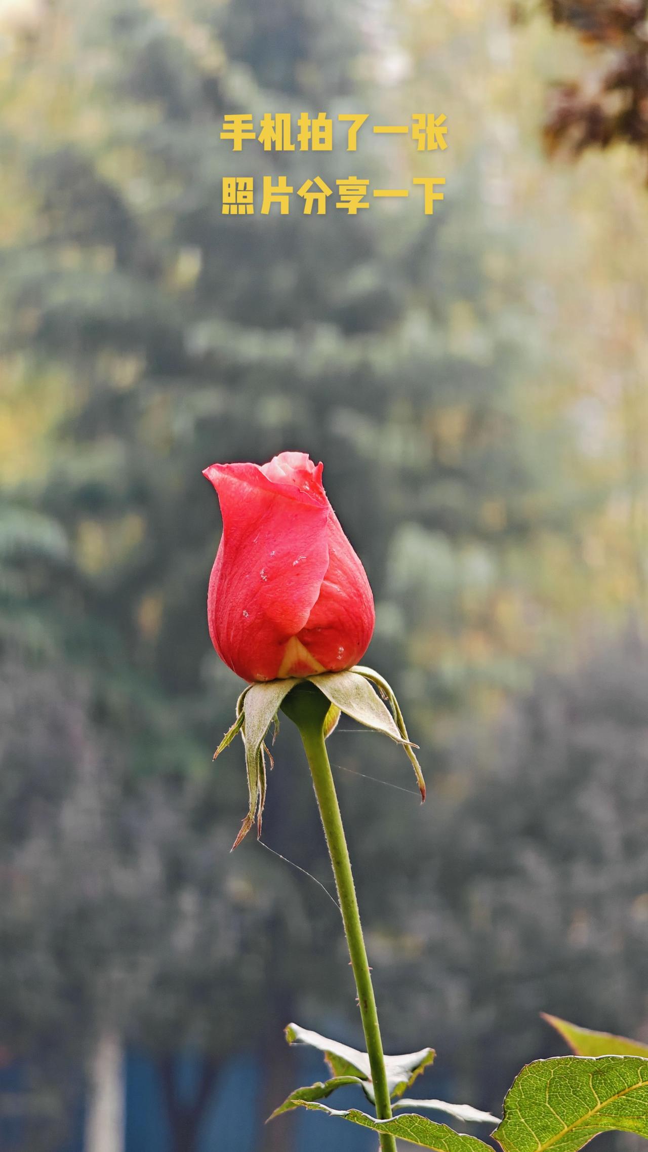 花的心，藏在蕊中，空把花期都错过。
你的心忘了季节，从不轻易让人懂。
花心 手机