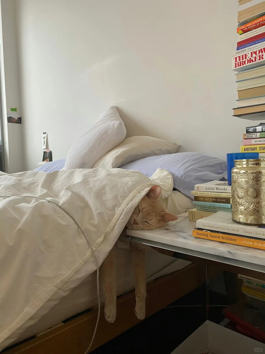 小猫也不敢相信今天七号了