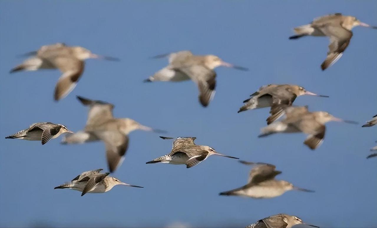 不吃不喝飞行11天，跨越13560公里，比轰炸机还能飞！这种鸟怎么做到的？原来，