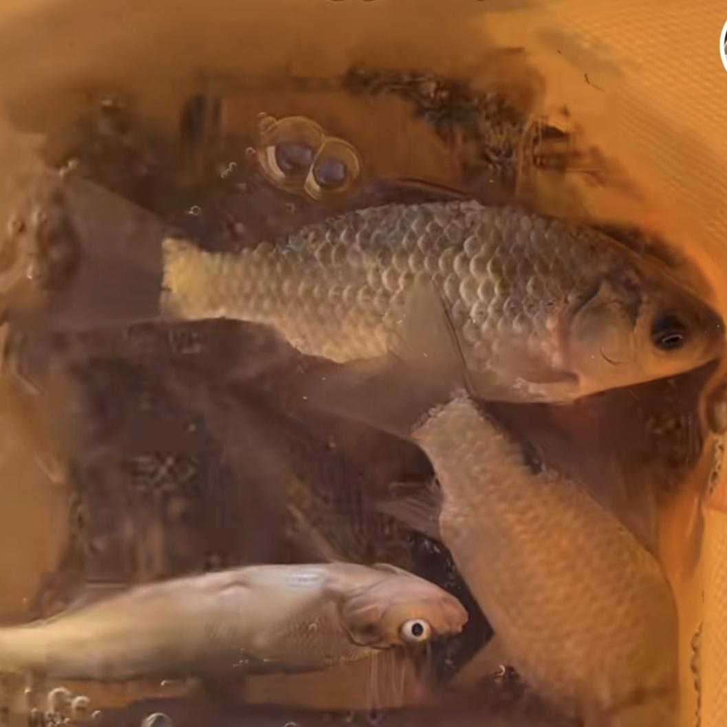 鱼儿鱼儿水中游