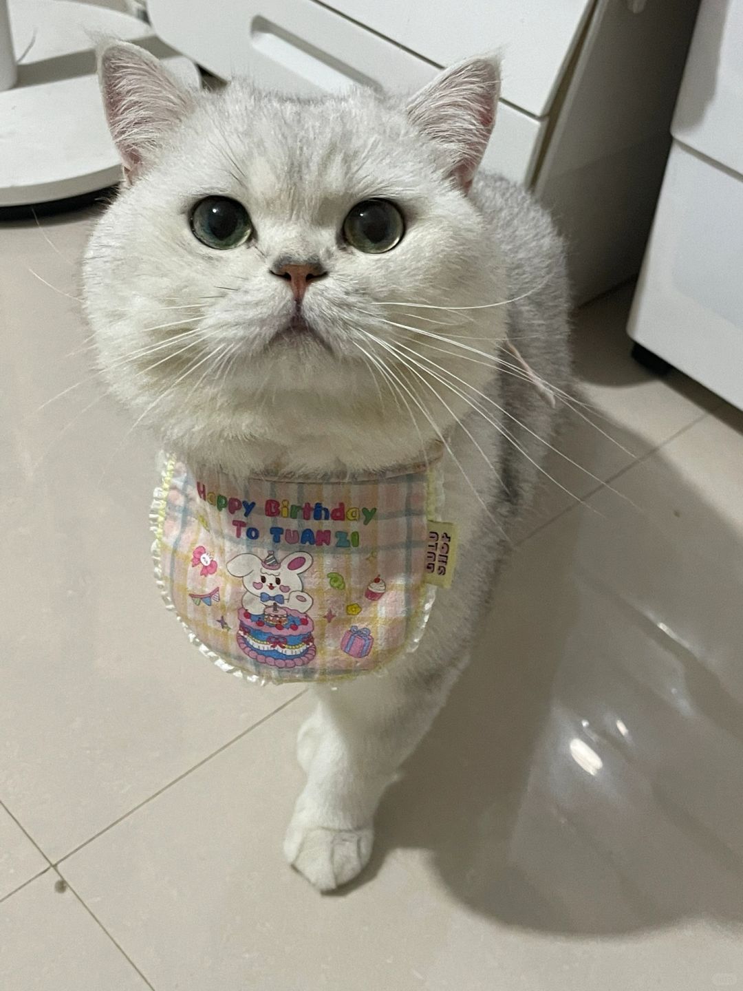 小猫也要过中秋啦