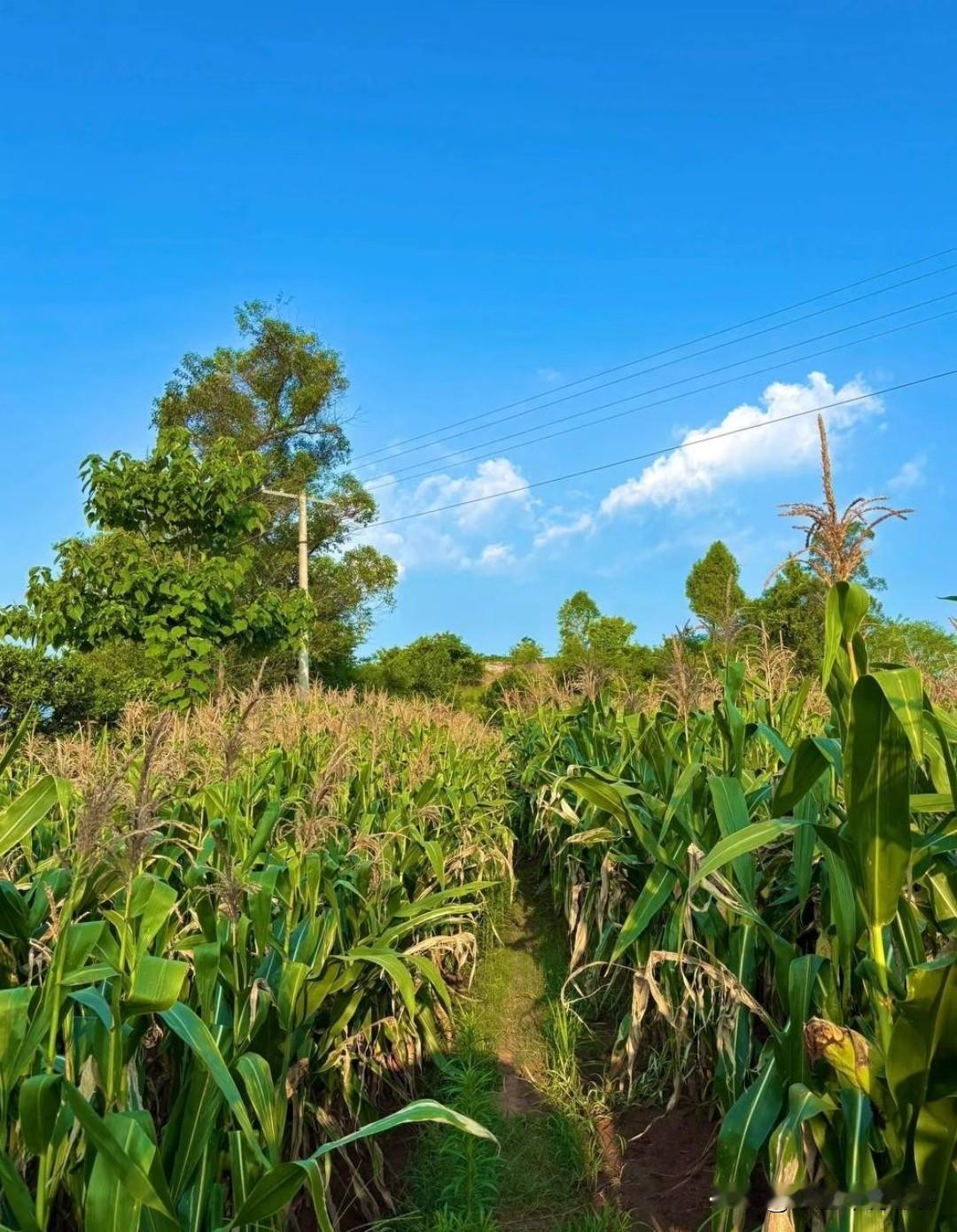咱农村有句老话叫“手里有粮，心里不慌”。可在当下的2026年，面朝黄土背朝天辛辛