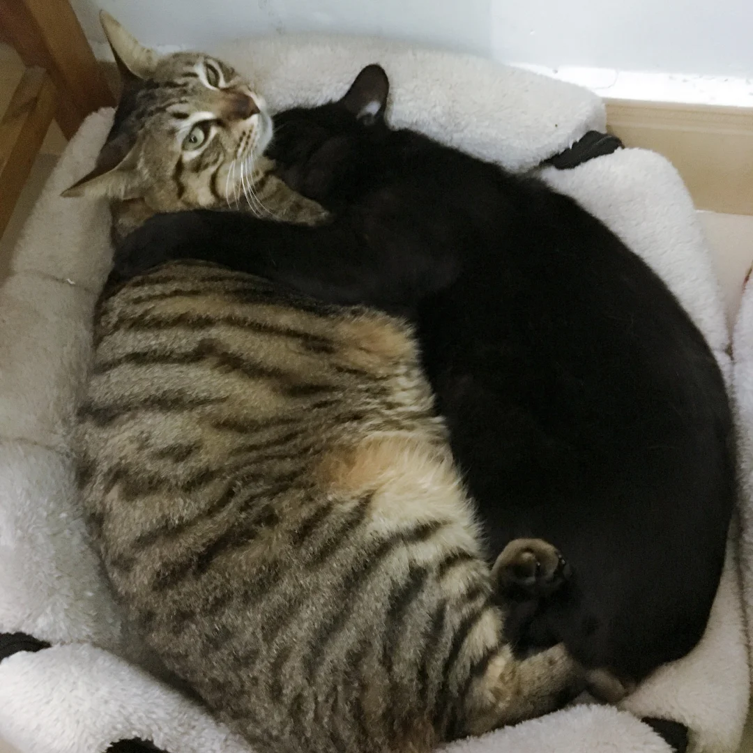失去了暖床搭子，这个冬天玄猫爷爷不好过了