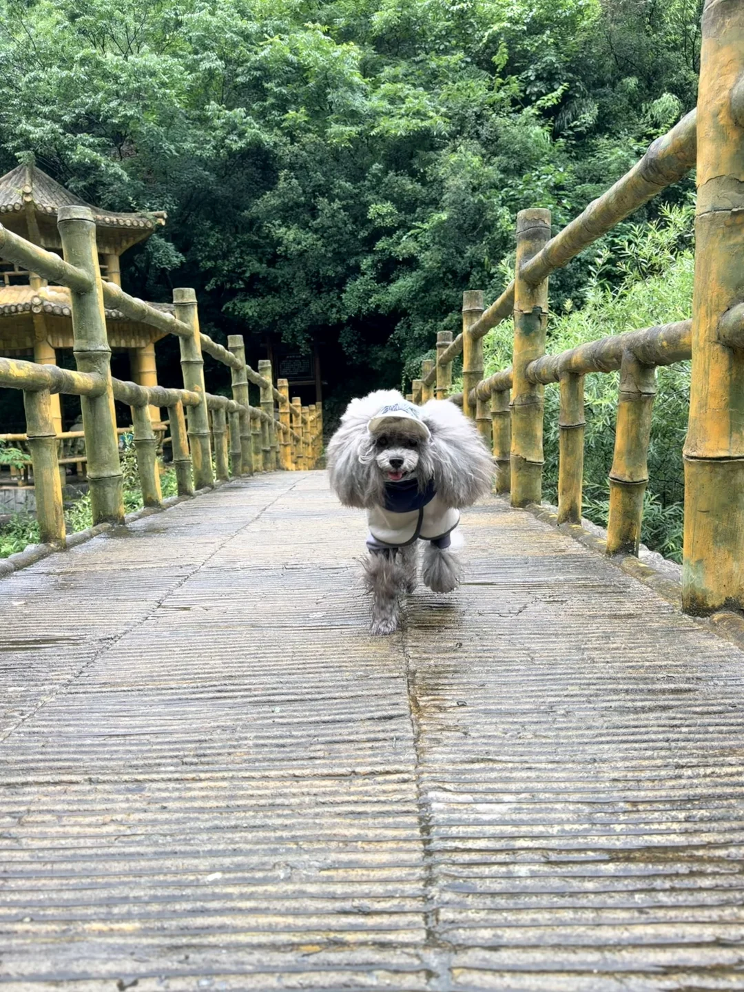 小狗旅行｜湖北十堰虎啸滩