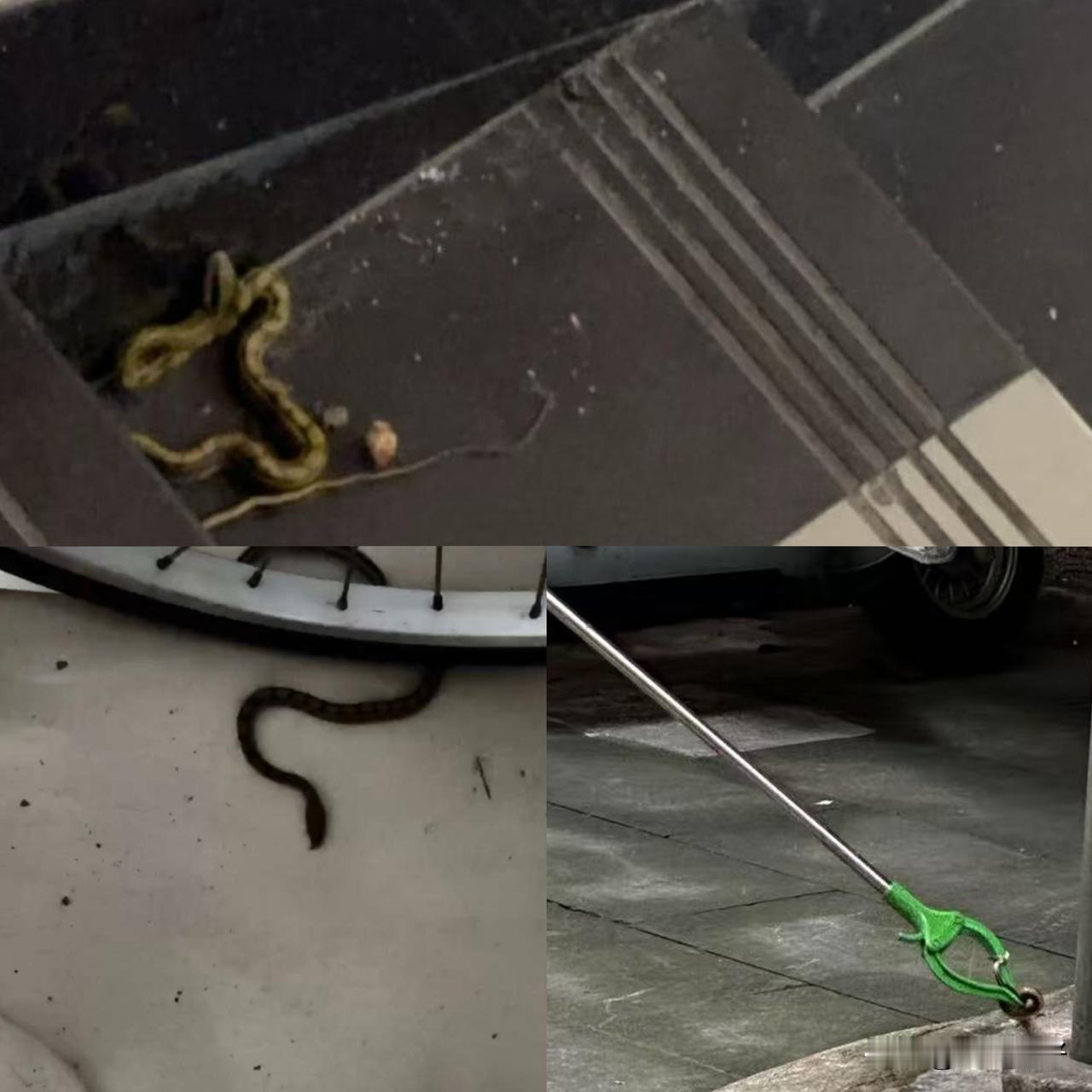 我们小区这几天陆陆续续发现了好几条蛇，大小不一，颜色也是不一样，有的在车库，有的