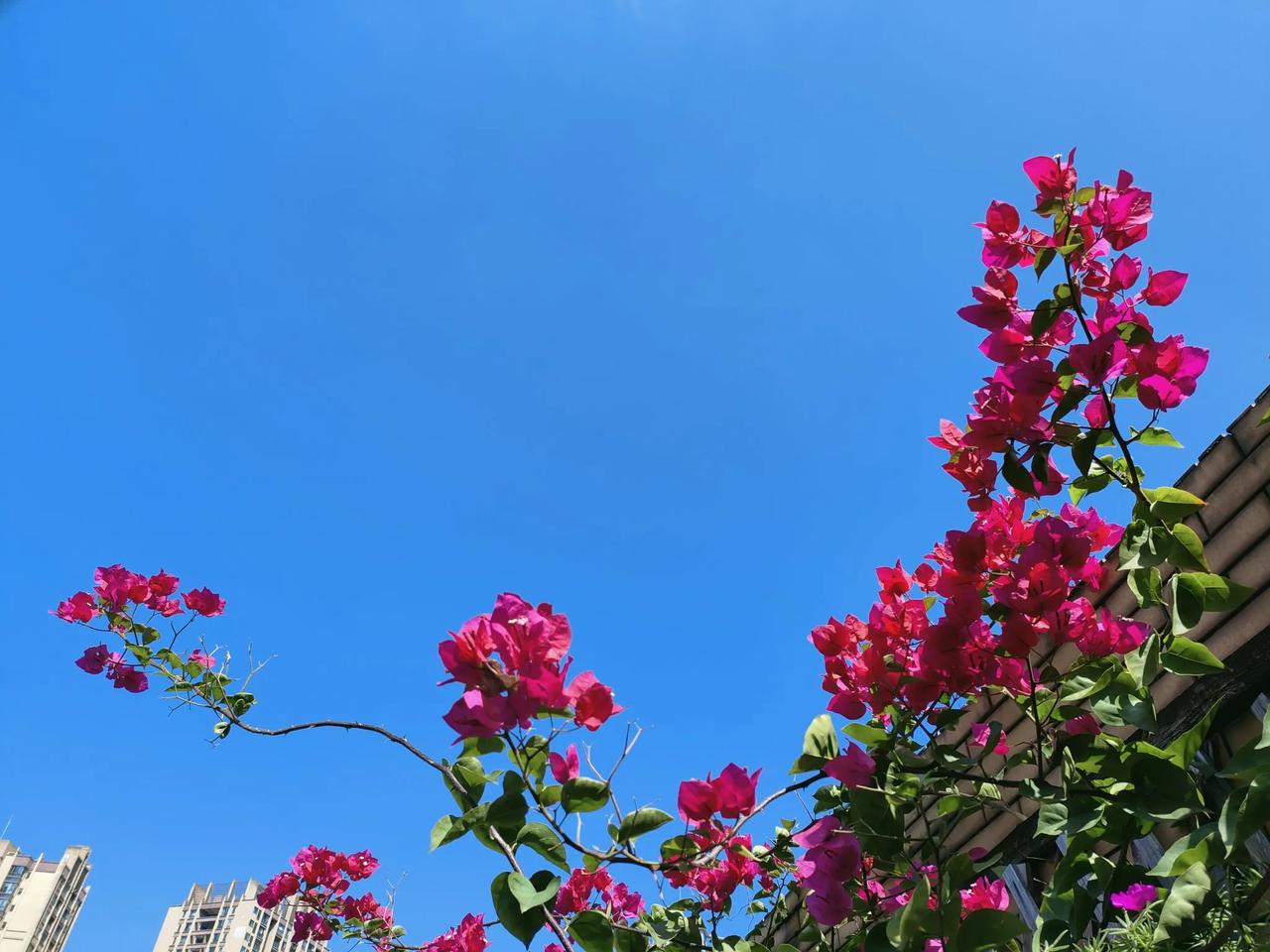 今天霜降，天好很好，阳光下的三叶梅和太阳花开得多漂亮[送自己一朵花]