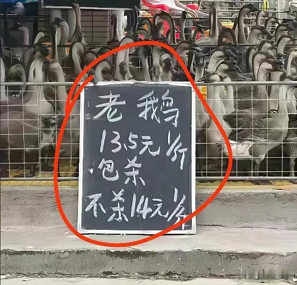 这里有什么猫腻吗？🤔