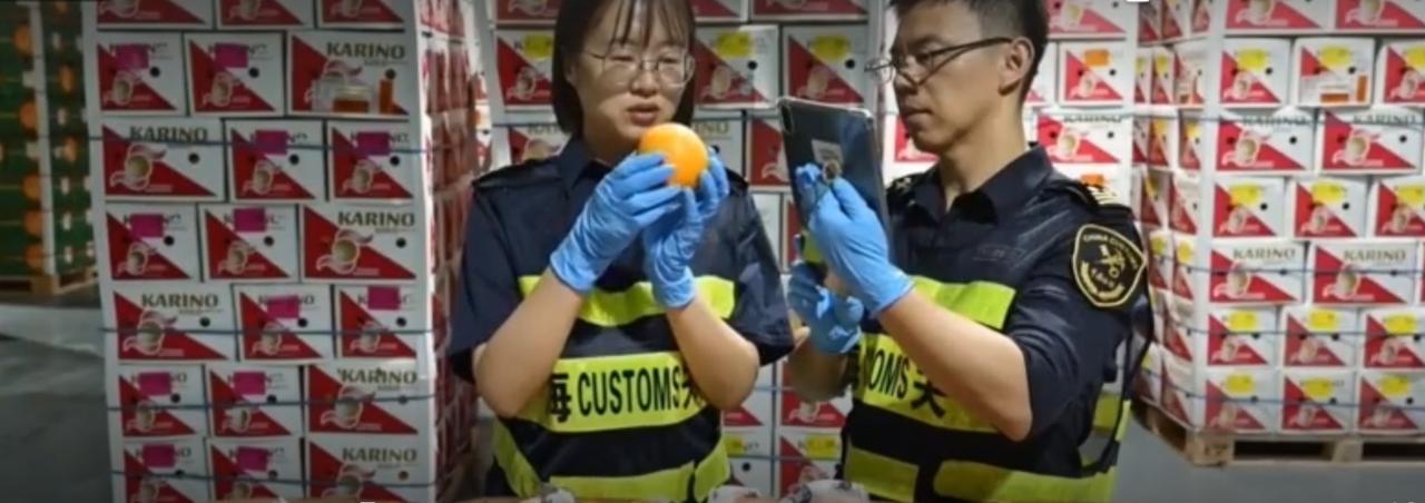 从口岸里新鲜的橙子，到非洲稻田饱满的稻穗，再到产业园里传递的幼苗，“一带一路”正