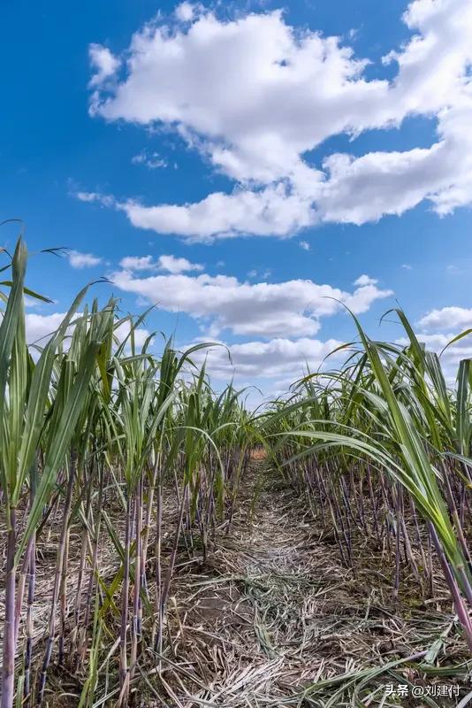 甘蔗南方1元一根北方18元半根 甘蔗在南方1元一根，在北方18元半根。最近，“甘