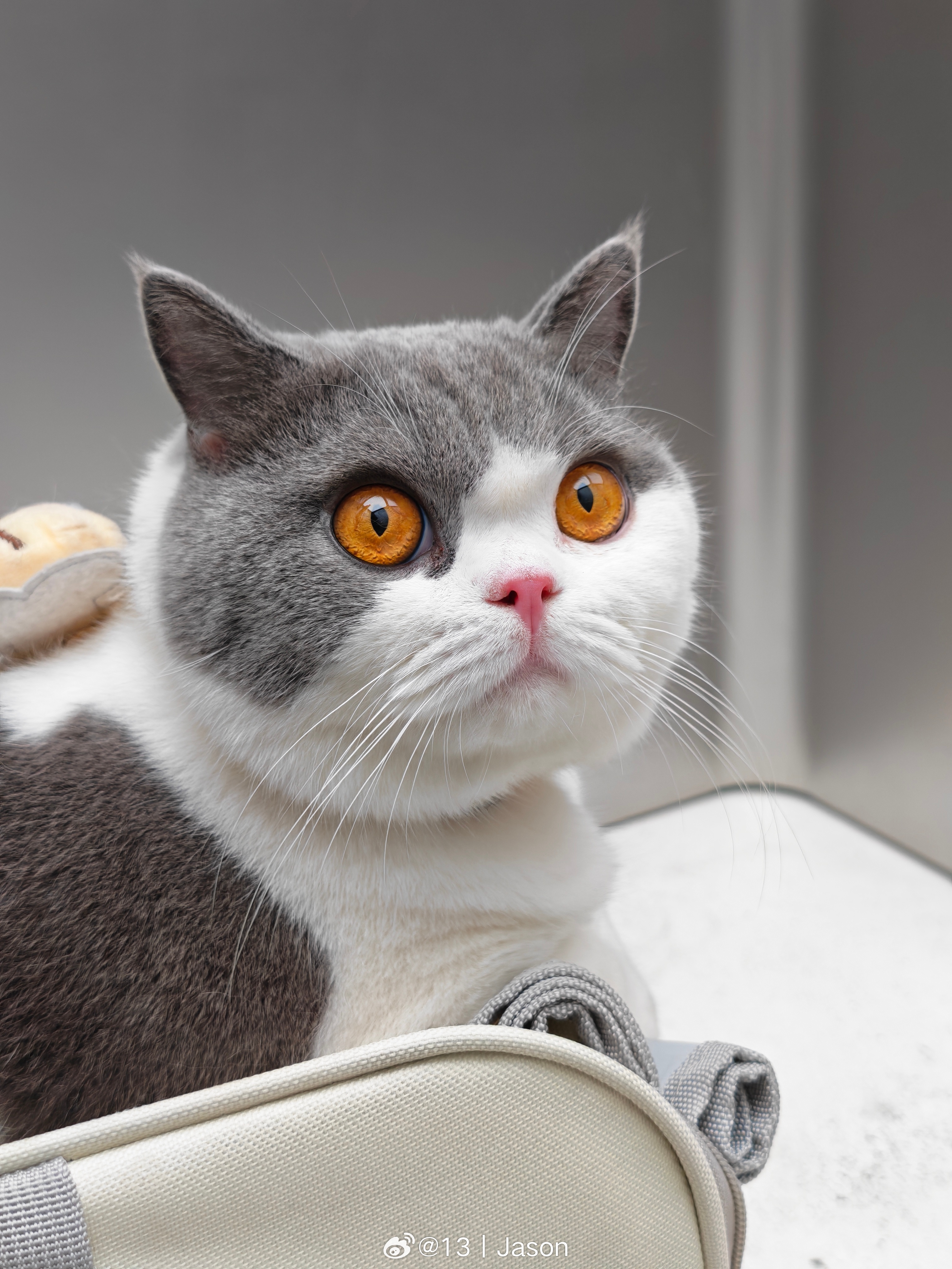 GOOD 也有三文鱼吃