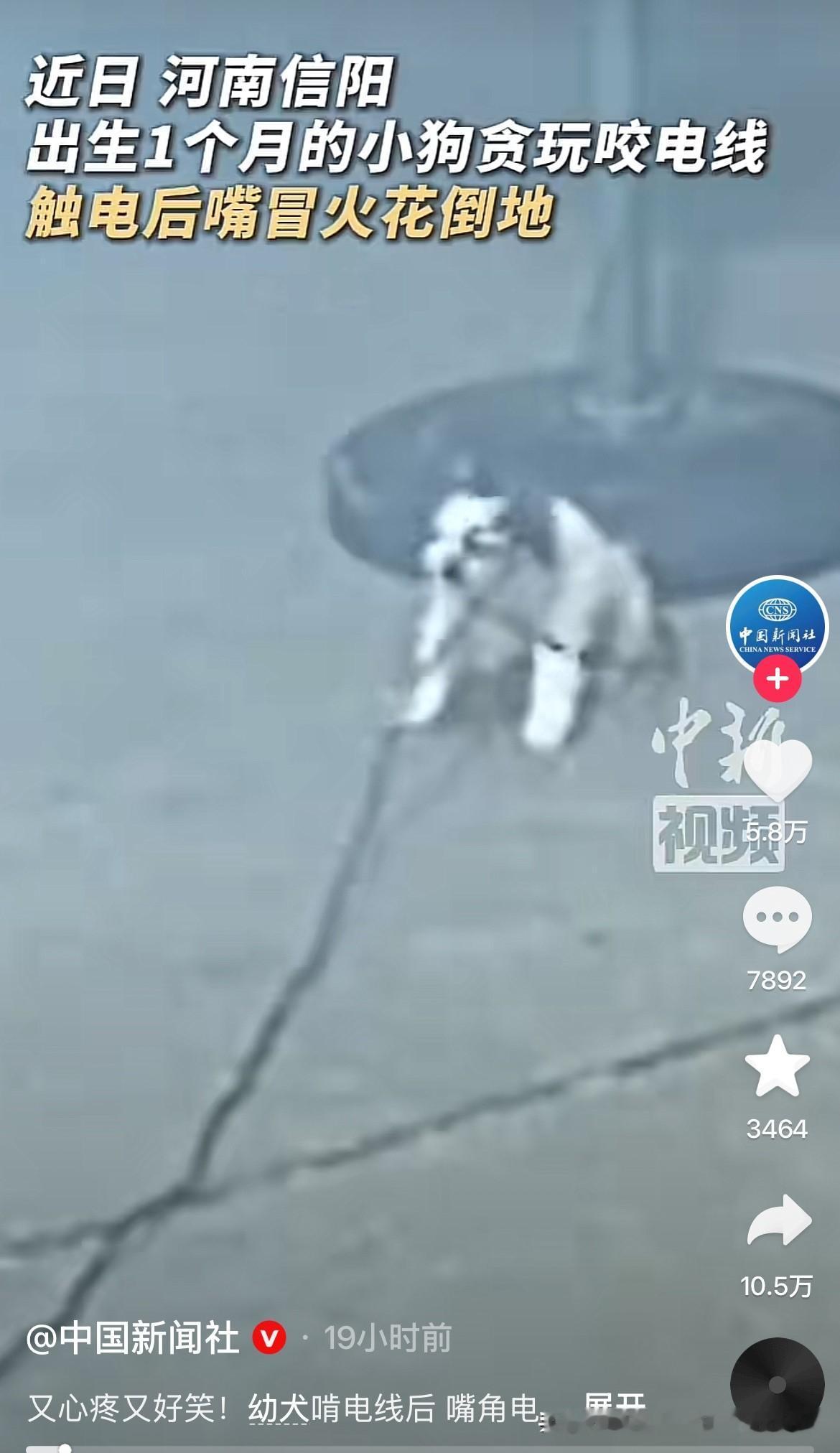 旺财咬电线，自己电硬带火焰！
近日，河南信阳，一个店里的大风扇在呼呼吹风，有个人