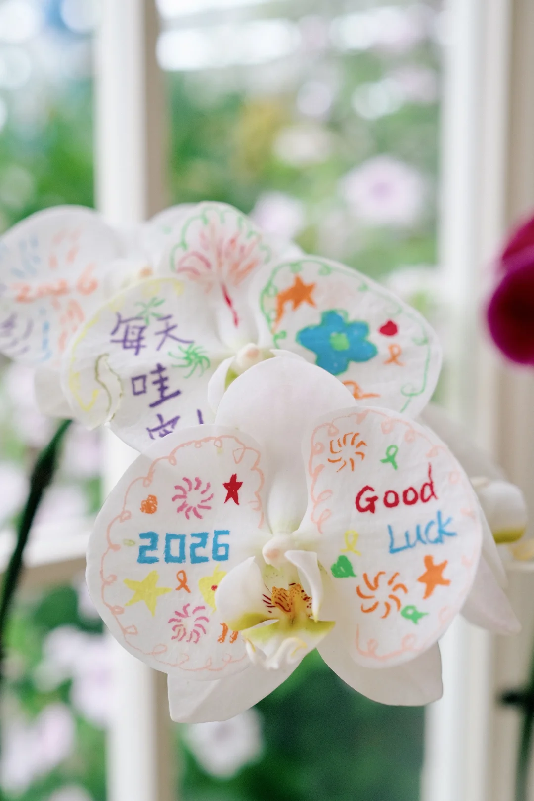 闺蜜说这是她收到的最漂亮最温暖的生日花🎁