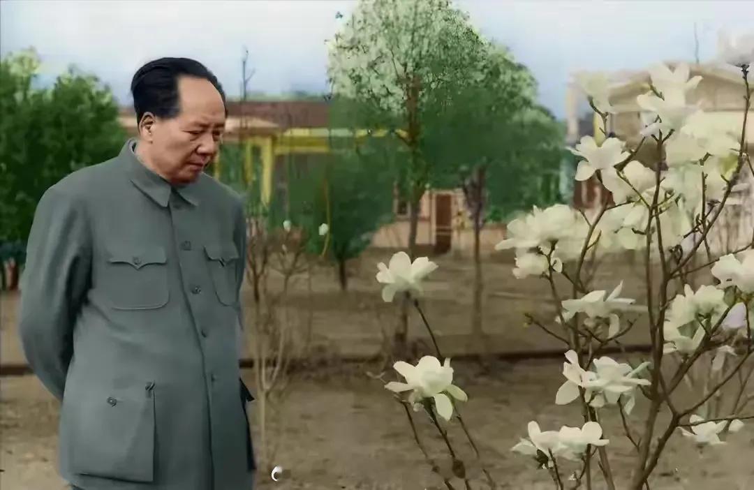 初春，毛主席来到开满洁白花朵的小树前，不禁又想起了自己的爱妻杨开慧。那是他永远的