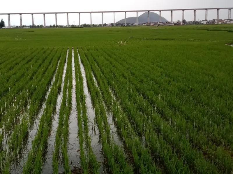 2026年7月14日，央视《焦点访谈》曝光湖南江华瑶族自治县水稻种植虚假台账乱象