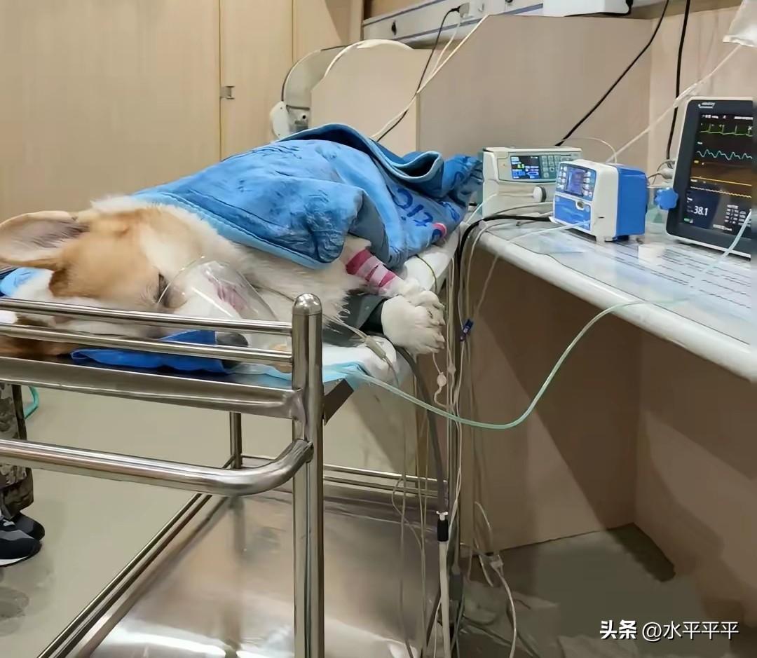 “人医”不如“兽医”？
2026年，各校临床医学录取位次普遍下跌，有的甚至跌得很
