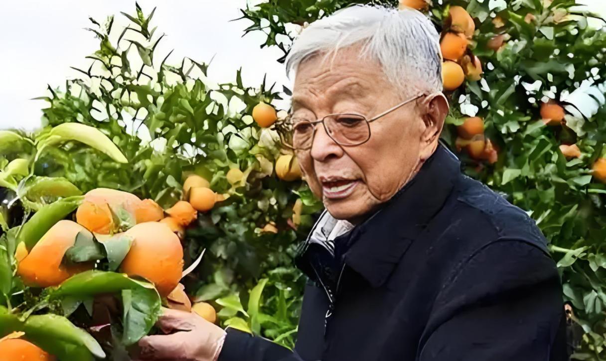 褚时健75岁再创业！2002年深秋，74岁的褚时健蹲在哀牢山的荒坡上，说：
