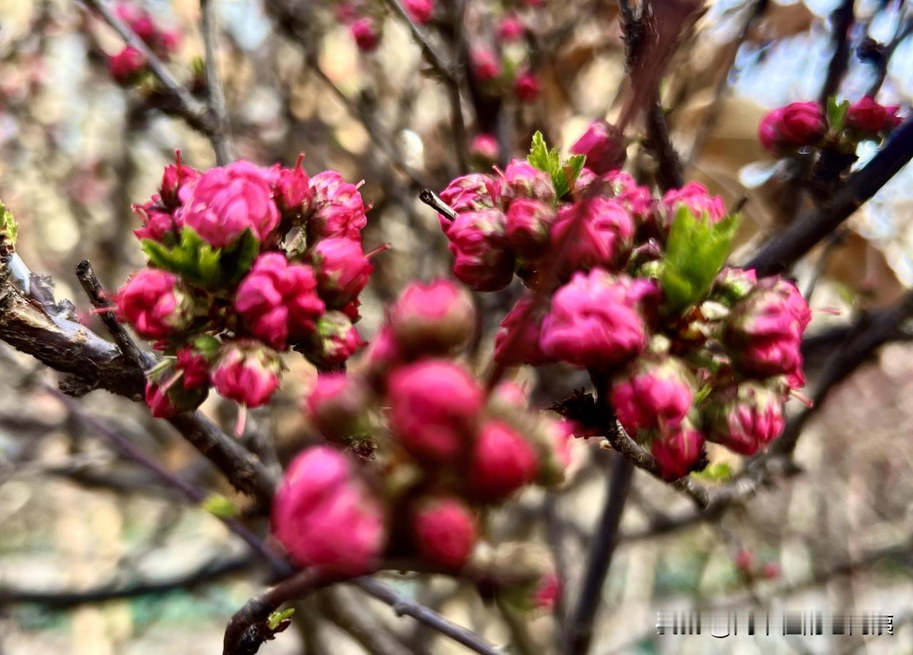 调休本质是为了凑出长假、拉动消费和方便出行，但代价是打乱作息、让人疲惫，利弊非常