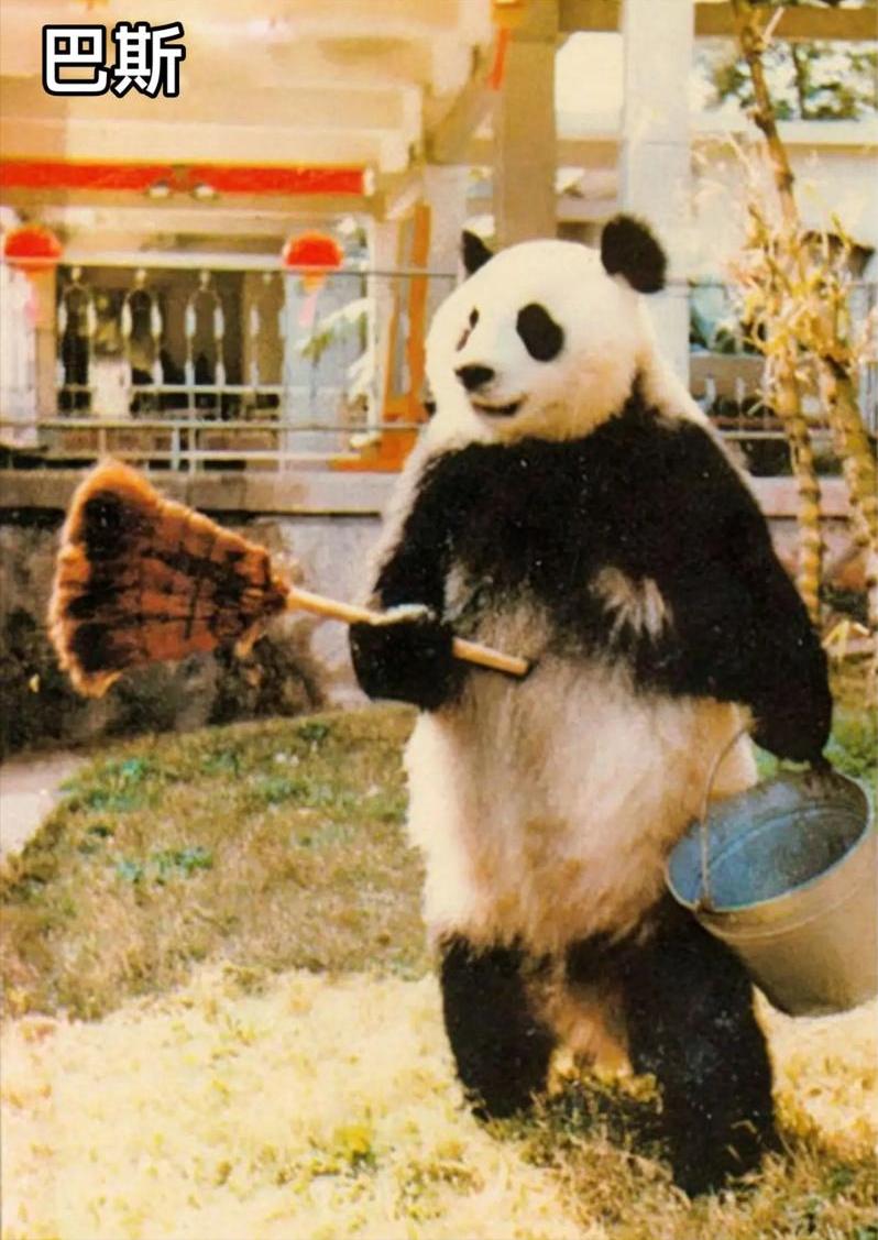 1984年，一只年仅4岁的熊猫饿得受不了，不得不冒险下山寻找食物，谁知被河道困住