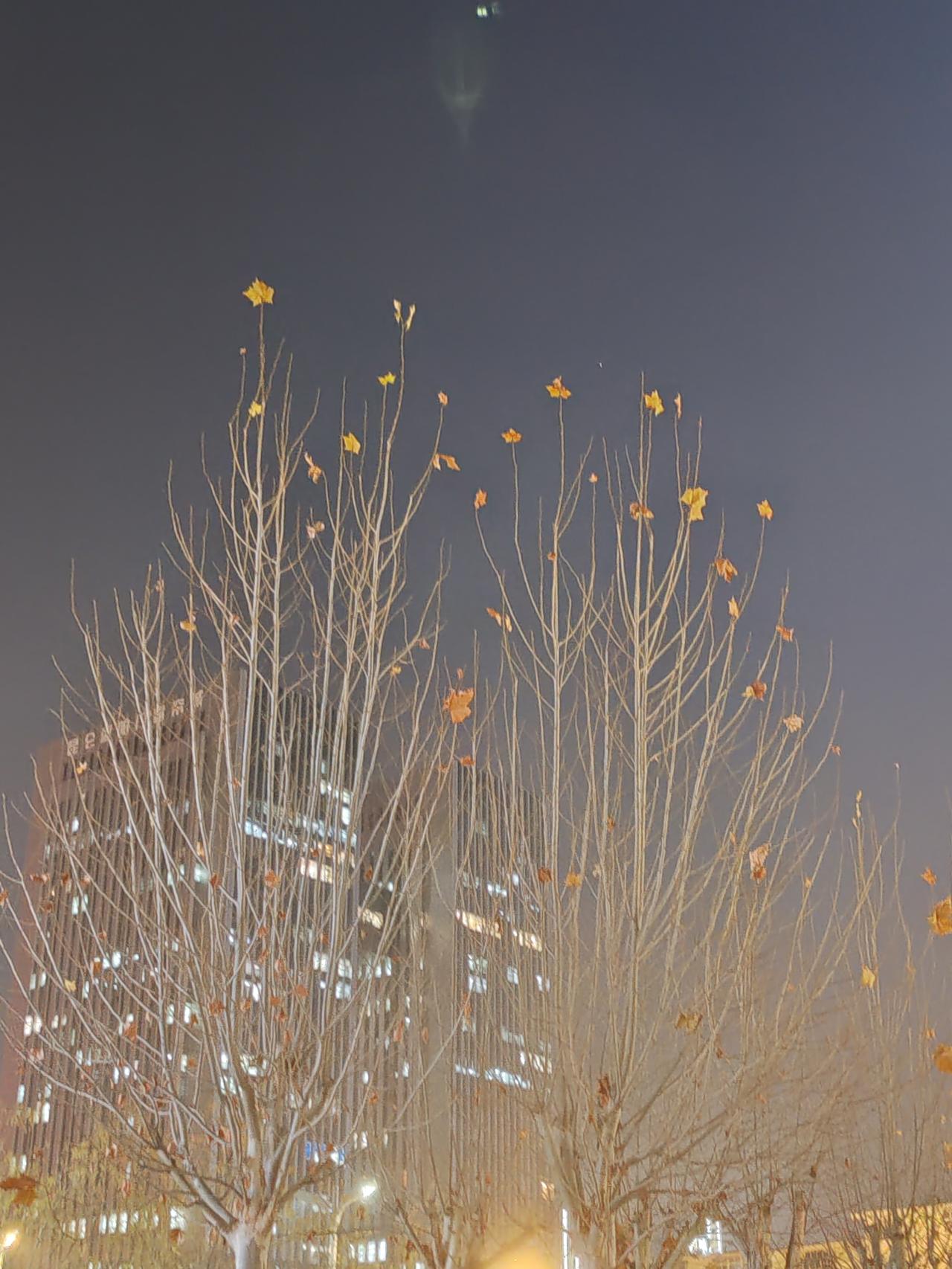 《元旦》才见树秃又见树秃，一年只是一恍惚。才跟父母学呀语，又教孙辈读画书。天上星