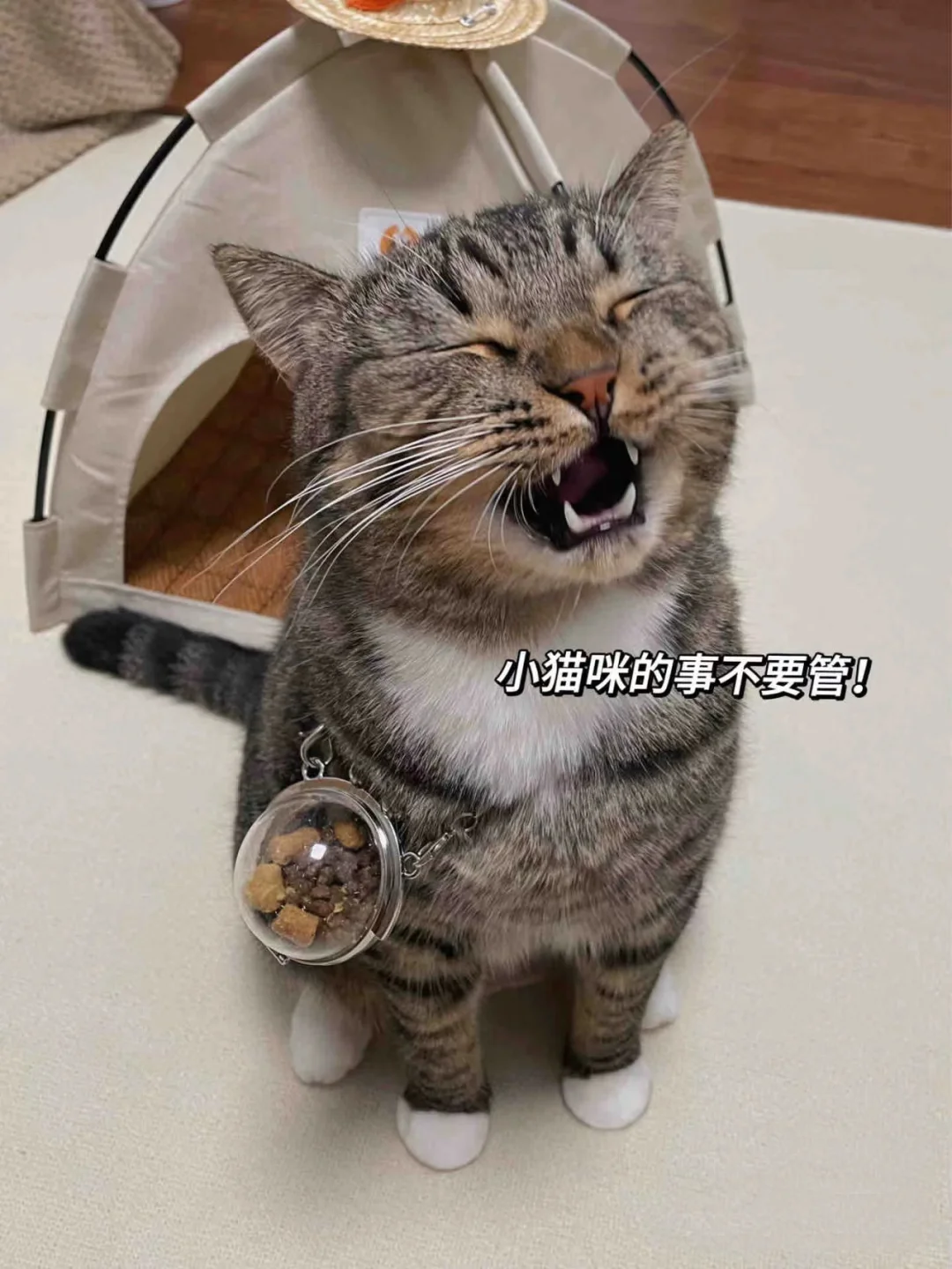 我家猫一天天的，就知道跷这个臭二郎腿