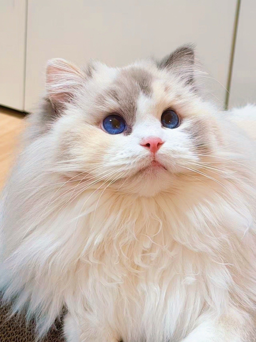 母系遗传yyds啊，和小葵太像了，不同父亲一个母亲竟然可以这么像（家长） 